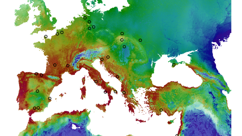 The ecological niche and distribution of Neanderthals during the Last Interglacial