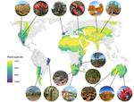 Biogeography of global drylands