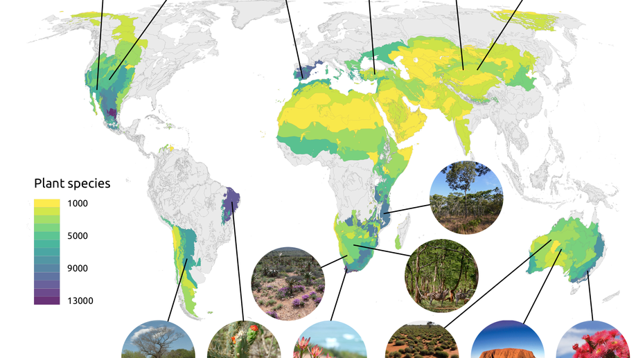 Biogeography of global drylands